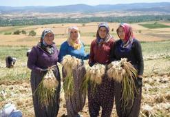 Fiyatı bir anda 120 lirayı aştı! Herkes o serveti toplamak için tarlaya akın ediyor