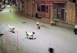 Ordu'da feci olay! Küçük çocuk sokak köpeklerinin saldırısına uğradı