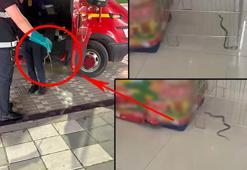 Market raflarında şoke eden yılan avı! Reyonların arasından süzülerek geldi, itfaiye seferber oldu