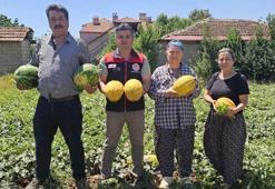 Denizli'de bereketli hasat başladı! Bölge ekonomisinin gizli altını