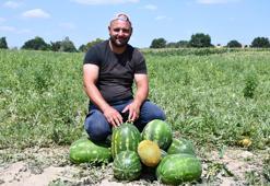 Babaeski'de hasadı başladı! İnce kabuğu, bol suyu ve yüksek şeker oranıyla damak çatlatıyor