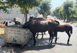 İstanbul'da başıboş at tehlikesi! Birden yola fırlıyorlar! Sürücüler panikliyor