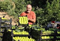 Dünyanın ilk incirinde son hasat bereketi! Dallarından bal fışkırıyor, Turgutlu'yu ihya ediyor