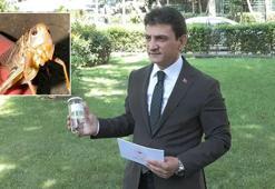 İstanbul'da 'çekirge istilası' iddialarına İl Tarım Müdürü'nden net yanıt