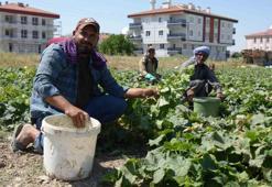 Ankara'da 'yeşil altın' mesaisi resmen başladı! Ne pazar ne de market böylesini görmedi