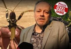 Dev çekirgeler neden çoğaldı? Korkutan görüntülerin ardındaki gerçek ortaya çıktı
