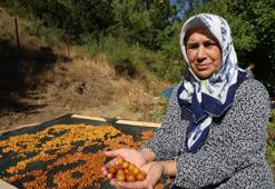 Dalında kalan kirazlar altına dönüştü! Asırlık yöntemle çayın ve kahvenin yanına düşük kalorili çerez yapılıyor, kilosu 100 TL!
