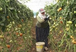 Mevsimlik işçi olarak gidiyorlardı, şimdi kendi tarlalarının patronu oldular: İşte 650 milyonluk başarı hikayesi