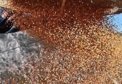 İnek sütünden 8 kat daha fazla kalsiyum içeriyor! Kemikleri beton gibi güçlendirip kolesterolü resmen damardan siliyor