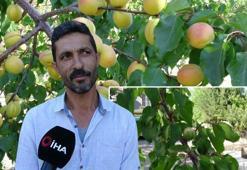 Bu bahçe ekim ayında hasat edilecek! Görenler gözlerine inanamadı: 'Kış aşısı' yöntemiyle hem kayısı hem de çağla yetiştirdiler