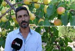 Görenler gözlerine inanamadı! Aynı ağaçta hem kayısı hem çağla yetiştirdiler