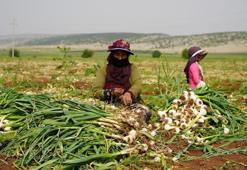 Talebe yetişmek imkansız hale geldi! Topraktan çıkmadan satılan o mucizevi ürünün kazandırdığı devasa rakam