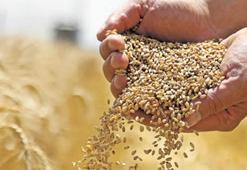Tarım emtia piyasasında buğday rüzgarı