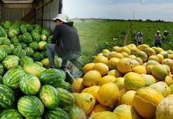Baldan tatlı hasat başladı! Kilosu 3 TL'ye kadar düştü, rekoltesi çiftçiyi sevindiriyor!