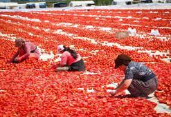 Kırmızı altının zorlu yolculuğu! 13 kilodan sadece 1 kilo çıkıyor, 90 ülkeye satılıyor