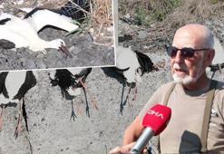 İstanbul'da 52 leylek akıma kapılarak öldü! 'Burası onların cehennemi'