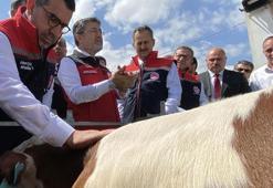 Hayvancılıkta dijital kimlik dönemi! Bakan Yumaklı GEKİS’i Kars’ta tanıttı