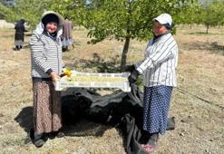 Meğer yıllardır şifa deposu yiyormuşuz! ABD'nin peşinde koştuğu Türk meyvesi belli oldu...