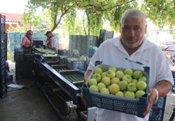 Avrupa'nın tescillediği 7'nci üründü: Yağmurlar rekolteyi vurdu ama üretici paraya para demiyor!