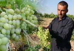 Unutulmaya yüz tutmuş kadim lezzet geri döndü! 5 Kilosu 100 TL'den kapış kapış satılıyor!