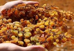 Günde bir avuç yemek yetiyor! Böbrekleri ve karaciğeri koruyup akciğerleri temizliyor