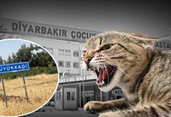 Kedinin ısırdığı 4 yaşındaki çocuk entübe edildi! Kuduz testi pozitif çıktı