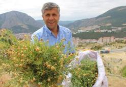 Nazardan korunmak için evlere asılıyor! Bu yıl fiyatı 150 TL'den satılıyor, çuvalla isteyen var