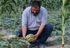 Kimyasal ve pestisiti tamamen hayatından çıkardı! Müşteriler satın almak için bahçeye akın ediyor