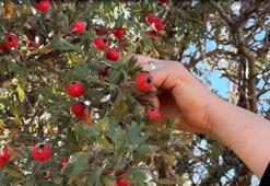 Narenciyeden 5 kat daha fazla C vitamini barındırıyor: Ağustos ayının en değerli meyvesi belli oldu!