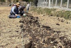 Gramı altından daha değerli! Tarlada dev proje başladı: Dünyanın en pahalı bitkisi toprağa dikildi