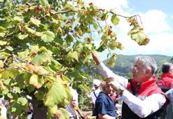 Karadeniz’de ‘yeşil altın’ hasadı başladı! Fındıklar dallardan sepete iniyor