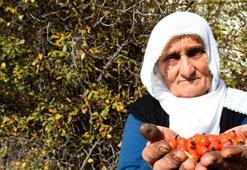 Limon ve portakalı unutun! Tam bir C vitamini deposu çıktı: Sivas'a yolu düşen çuval çuval topluyor