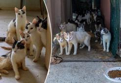 Mersin’de ‘çöp ev’ skandalı! İçeriden 100 kedi çıktı