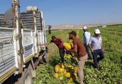 Pazarda kilosu 15 TL'den satışa çıktı: Malatya’nın Çukurovası’nda rekor hasat başladı!