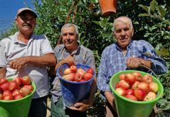 Geçen yıl yok denecek kadar azdı bu yıl dalları doldurdu! Karaman'da bereketli hasat başladı