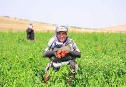 "Maraş'ın 'kırmızı altınında' hasat başladı! Fiyatı tarlada 25 lira ama üretici 'ucuz diye sakın onu almayın' diyerek uyardı...