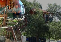 Ağacın tepesinde görenleri şaşırtan ev! 150 yıllık meşeye inşa etti, maliyeti şaşırttı