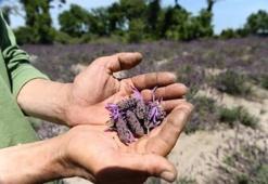 Karabaş otu nedir? Karabaş otu faydaları nelerdir?