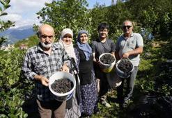 Fındığın alternatifi oldu! “Felç geçirdim, bu meyve beni iyileştirdi” diyen vatandaş şifa kaynağını açıkladı