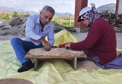 Yağışlar rekolteyi uçurdu, hasadı başladı! Kilosu 100 TL'den kapış kapış gidiyor
