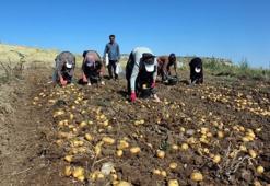 Hasatla birlikte fiyatı yarı yarıya indi! Tarlada 10 lira, markette 40 lira