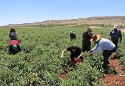 Doğu ve Güneydoğu'nun lideri, Türkiye'nin 7'ncisi! Bitlis topraklarında dev hasat başladı...