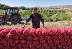 Tarlada kilosu 30 liradan satılıyor! Ata tohumundan yetişiyor: Kalbe ve damar sertliğine şifa oluyor