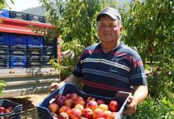 Yüzde 70'i yurt dışına kapış kapış gidiyor ama üretici ağlıyor! Fiyatı 60 liradan 20 liraya düştü...