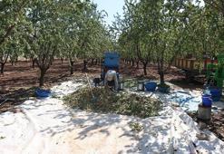Zeytin ve üzüme rakip çıktı! Şarköy'den bereket fışkırıyor: Hasat başladı rakamlar yüz güldürdü
