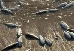 Muğla Milas’ta korkutan görüntü! Çok sayıda balık kıyıya vurdu