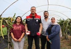 Fındığa rakip çıktı! Samsun'da üretiliyor, getirisi diğerlerine göre çok yüksek