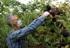 'Fındık dururken bu ne?' Diyenler şimdi sıraya girdi! 20 kilo ile başladı, bu yıl 1 ton toplayacak