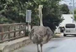 Yolda görenler şaşkına döndü! Devekuşu trafikte böyle koşturdu