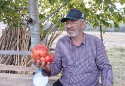 Hassas tartıya koyunca gözlerine inanamadı: Kimyasal gübre kullanmadan ata tohumundan üretti! Bir domates tam 2 kilo geldi